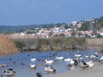 Alquiler de apartamento para 4 personas en playa de Son Bou