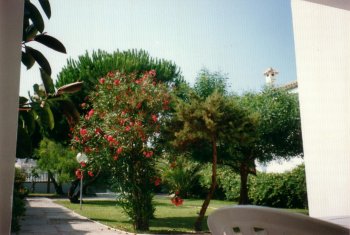 jardin