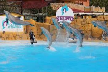 delfines