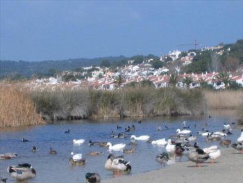Alquiler de apartamento para 4 personas en playa de Son Bou (1)
