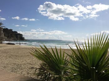 pLAYA