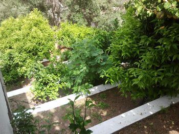 arboles frutales