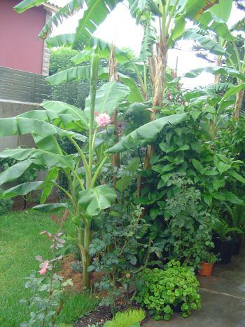 jardin